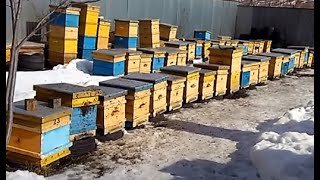 Первый облёт пчёл весной после зимовки. Важное событие в жизни пчеловода 22 февраля 2021 г.