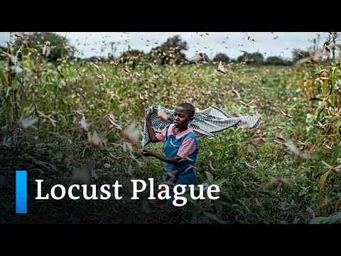 Billions of locusts threaten food security in East Africa | DW News