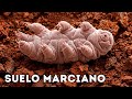 Los tardígrados sobreviven al espacio, la radiación y el vacío, pero no a esto