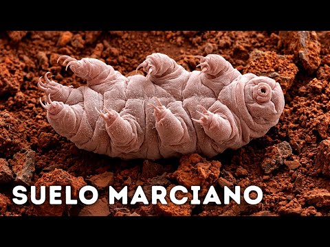Los tardígrados sobreviven al espacio, la radiación y el vacío, pero no a esto