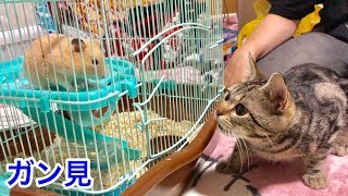 ハムスターが食べてるご飯が欲しくて何度もガン見しに来る猫w