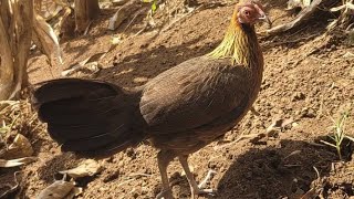 Suab poj qaib tsauj tuaj zoo 💯// Tiếng gà mái kêu chuẩn không tiếng ồn#cheoluahotdau