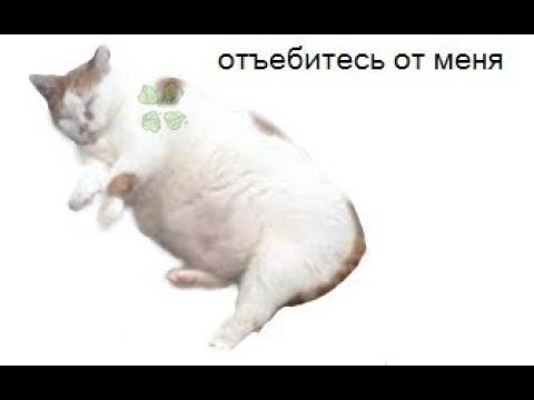 Мем с лежащим котом