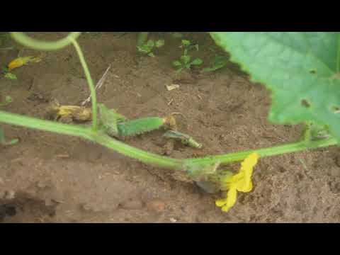 Видео: Как да рециклирате домакински уреди безплатно