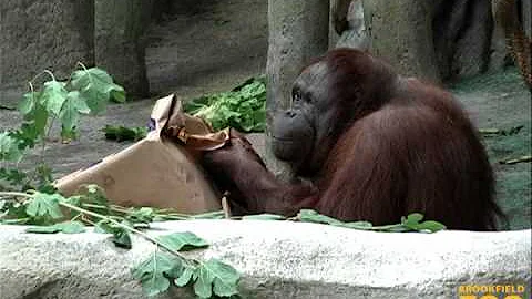Maggie Orangutan Turns 50 Years Young - DayDayNews