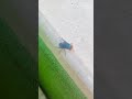 الذبابه الزرقاء او الدبان الازرق 