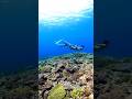 Underwater dating🧜‍♂️🧜‍♀️ #freediving #okinawatrip #スキンダイビング #沖縄観光