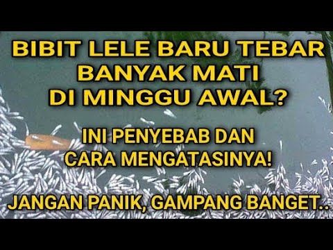 Video: Mengapa Bibit Saya Mati: Mengidentifikasi Dan Memperbaiki Masalah Umum Bibit