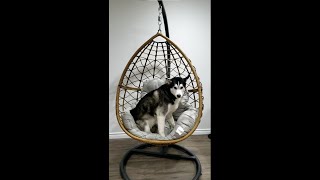 Husky First Time Trying Swing Chair - Funny! by Daniel 66 views 3 years ago 37 seconds