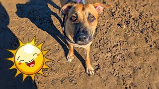 Benji's First Beach Day