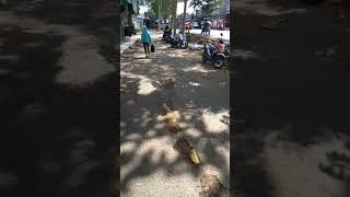  Burung Gereja  Nugie 