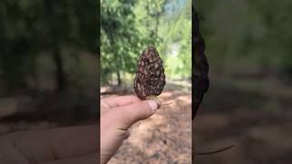 🌲 Searching for Wild Morel Mushrooms in Gilgit Baltistan 🍄
