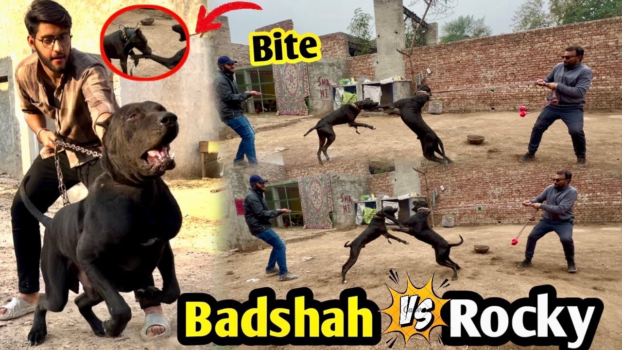 Mini Zoo Aty Sath Heavy Bully Dog Badshah Ny Rocky Py Dhava Bol Diya 😱