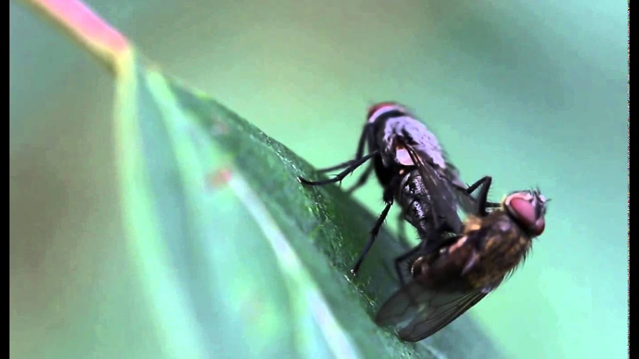 Mating flies YouTube