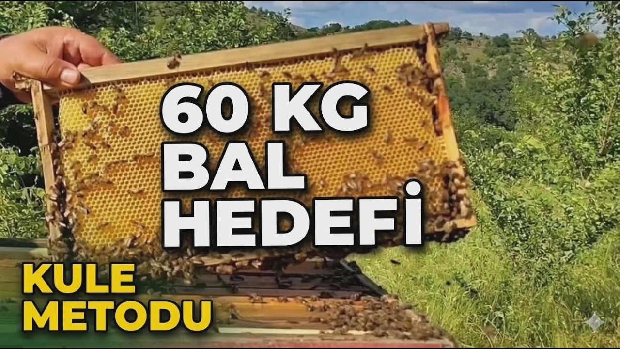 AKIN AKINCI KULE METODU: Tek Kovandan 60 KG Bal ve Rekor Ham Petek Sırrı! 🍯🐝
