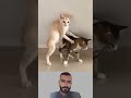 ظهور البريص جعل القطتين ترتجفان فصعدت إحداهما على ظهر الأخرى Youtubeshorts 