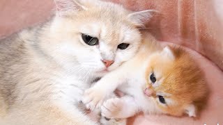 Top Videos Of Sweet And Warm Moments Of Mother Cat And Kittens.