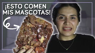 El MEJOR alimento para gatos y perros | Selena Mendivil by Selena Mendivil 575 views 2 years ago 6 minutes, 32 seconds