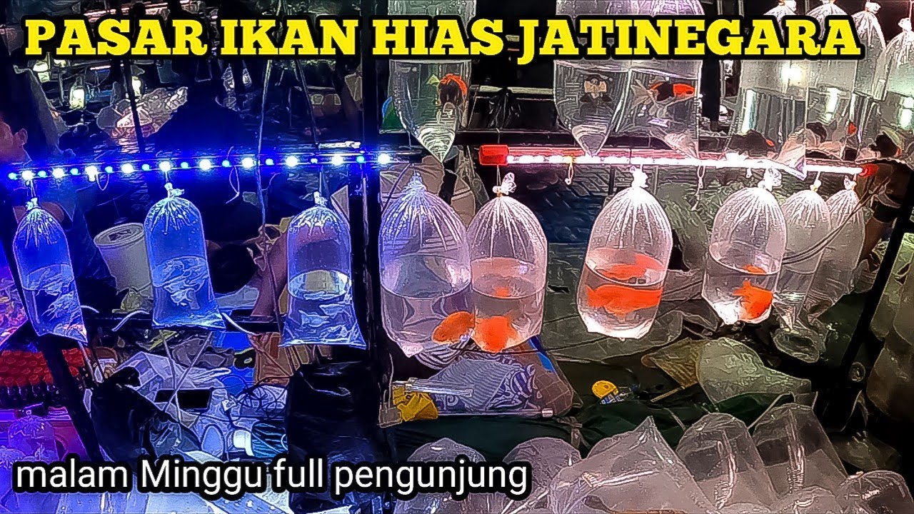 PUSATNYA IKAN HIAS TERLENGKAP DI JAKARTA PASAR IKAN HIAS JATINEGARA