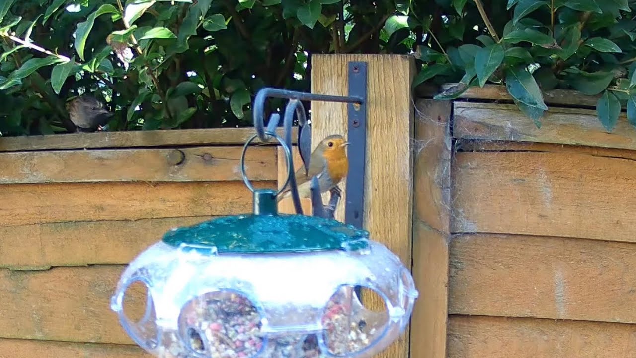 A beautiful little robin redbreast bird enjoying the new spaceship small bird feeder