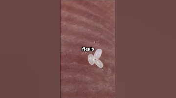 The Flea