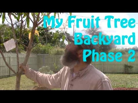 My Fruit Tree Backyard - Phase 2