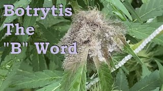 Bud Rot and how to deal with it (Botrytis Fungus). Organic garden update & tour.