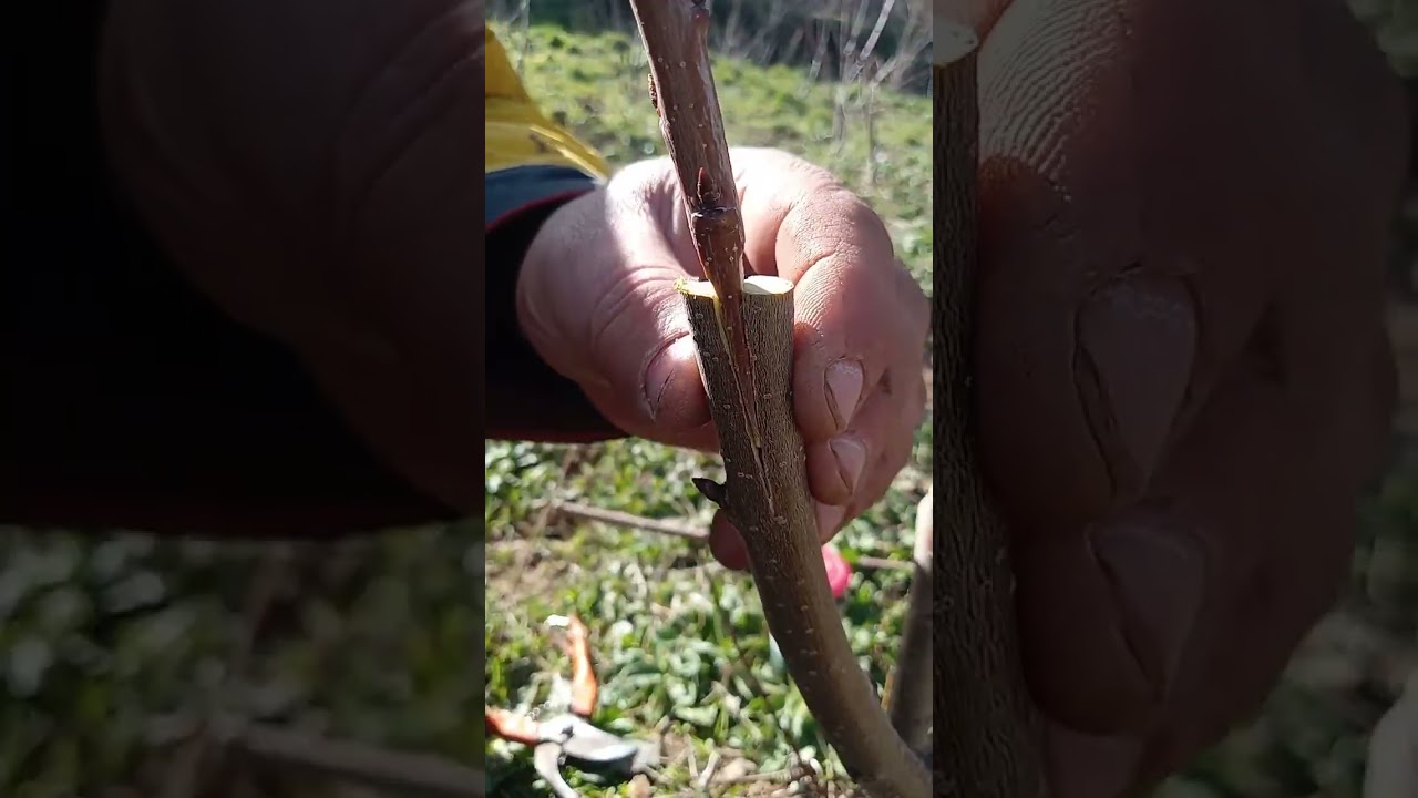 تطعيم الكرز على الكرز البري بطريقة الشق #la greffe en fente du cerisier #grafting cherry #2024
