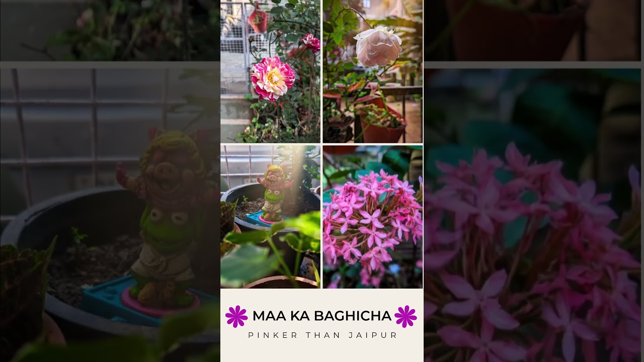 Pink City Vibes From Our Garden 🌷✨