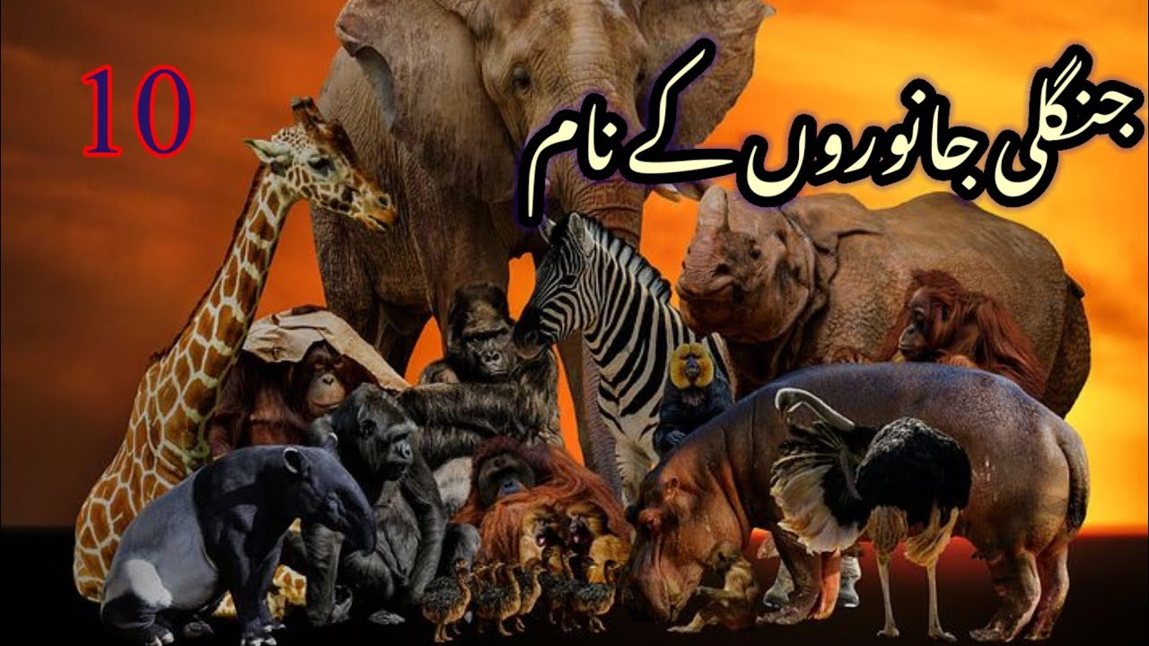 Wild Animals Name In English Hindi And Urdu jangli Janwar K Name wild-animals-name-in-english-hindi-and-urdu-jangli-janwar-k-name