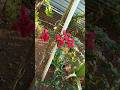 beutiful flowers blooming #ytshorts #gardening