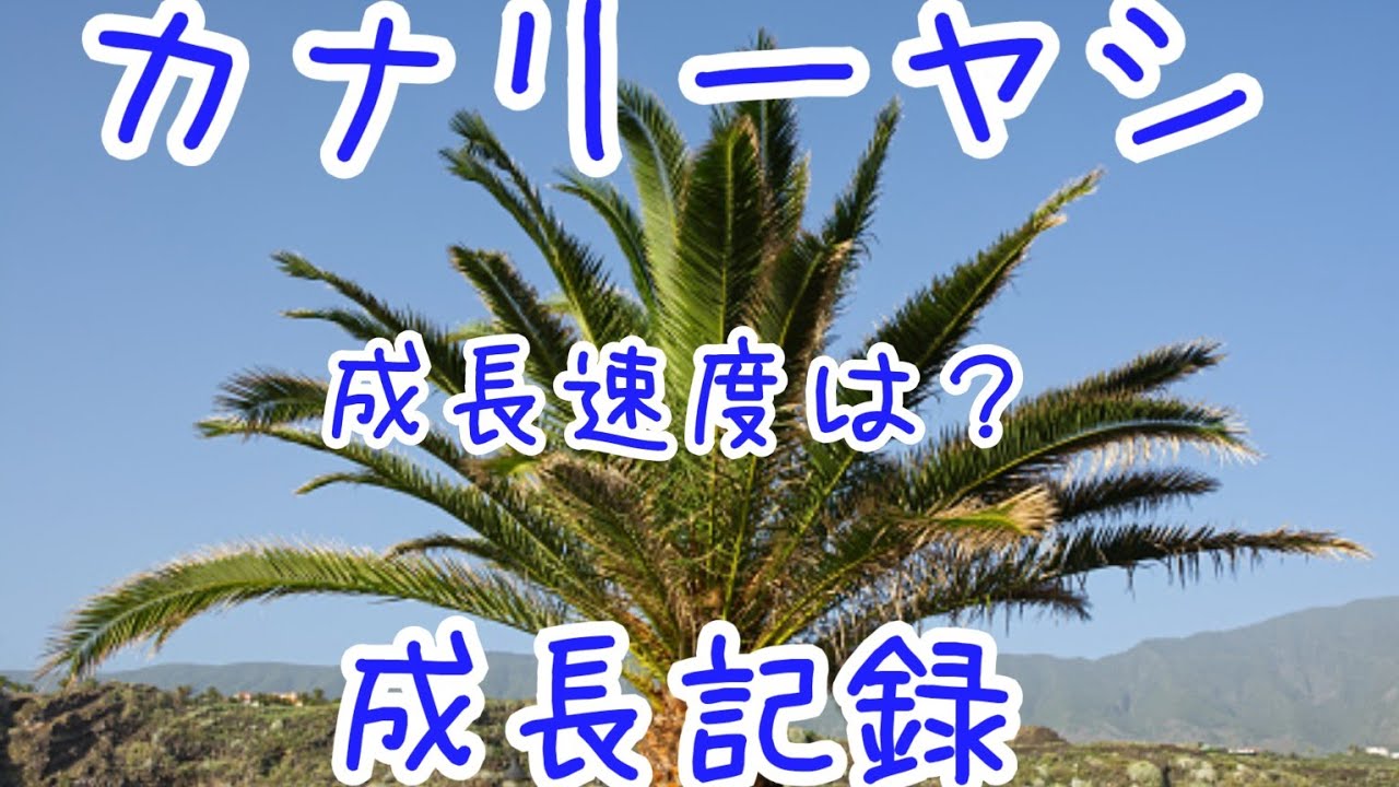 カナリーヤシの成長記録 ココスヤシ 成長速度 スピード フェニックス ハイポネックス マグァンプk Phoenix Canary Palm Cocos Palm Growth Rate Youtube