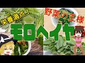【ゆっくり解説】ネバネバーギブアップ！栄養豊富すぎるモロヘイヤの栄養について解説！