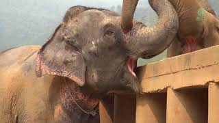 Newly rescued elephant was greeted and welcomed from the herd  ElephantNews