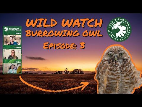 San Diego Zoo: Wildwatch with Us Episode 3!