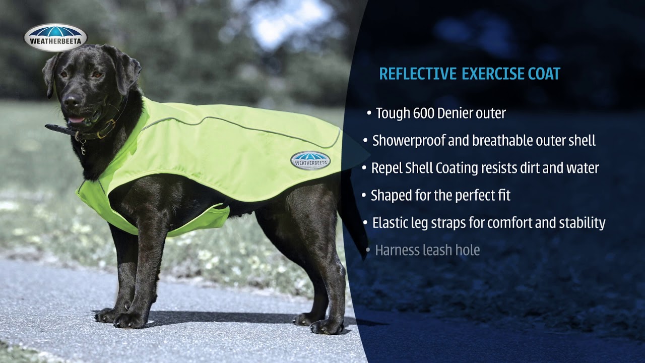 Reflective Exercise Dog Coat WeatherBeeta AU YouTube