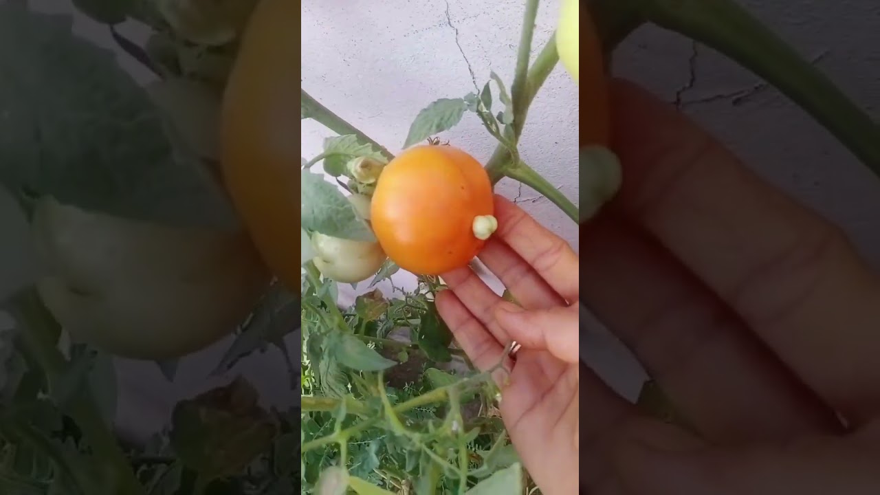 Rare and evil tomato 