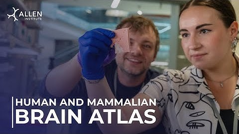 Mapping the human brain - cell by cell. | Human and Mammalian Brain Atlas