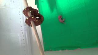 Green Tree Python first feed (PT 2/2)