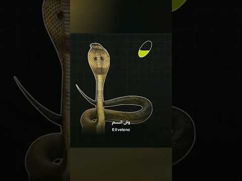 حجر الافعى او حجر الكوبرا معلومات الكوبرا أفعى