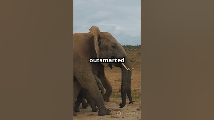 An elephant teaches 20 lions that he is the king.#explore #fyp