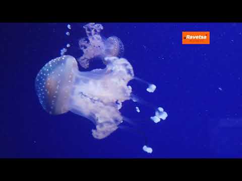 Relaxing Music For Sleep, Meditation With A Relief Best Videoshoots for Jellyfish Swimming in Oceans