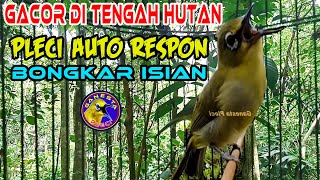 Burung Pleci Gacor di tengah Hutan Ampuh Merangsang Semua Pleci langsung ngalas Bongkar Isian