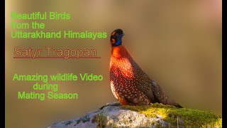 Amazing Bird From The Himalayas - Satyr Tragopan