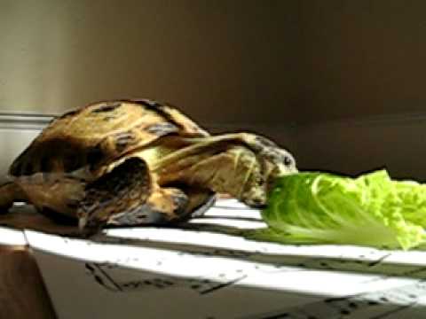 Turtle Eating A Lettuce Leaf Juan Carlos The Turtle Youtube