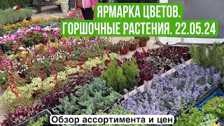 Ярмарка цветов. Обзор горшочных растений. 22 мая 2024г.