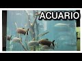 Acuario del río Parana.