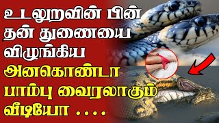 உடலுறவின் பின் தன் துணையை விழுங்கிய அனகொண்டா பாம்பு வைரலாகும் வீடியோ | breaking news tamil