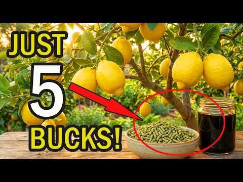 The 2-Ingredient Pantry Trick For Heavy Citrus