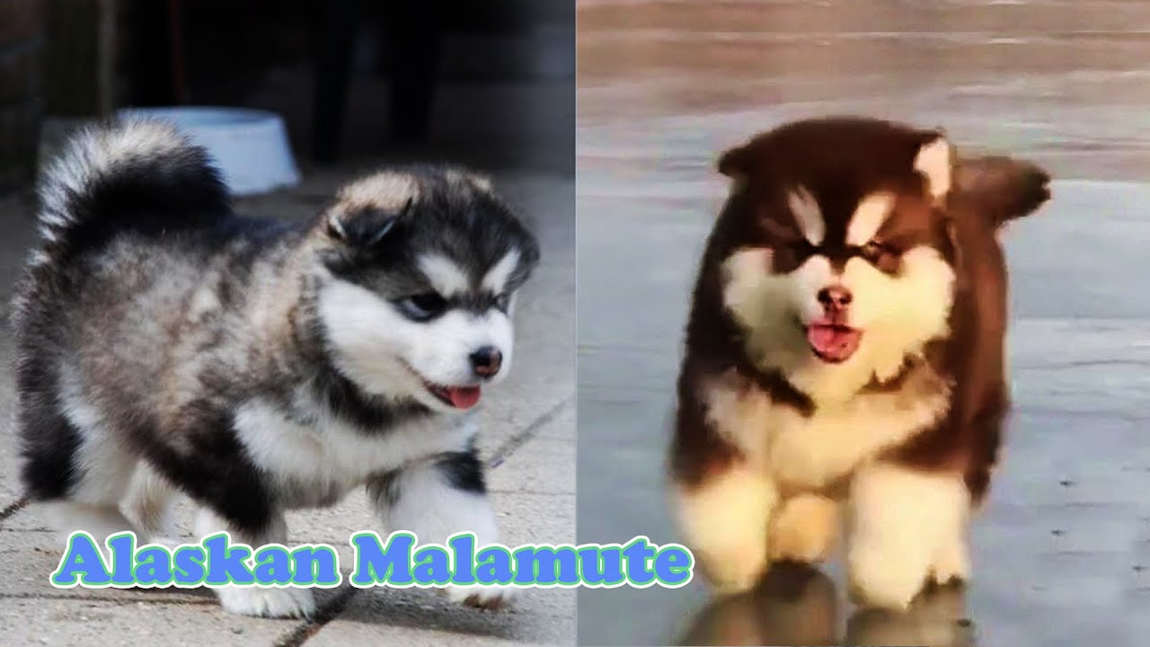 Cute & Funny Alaskan Malamute Videos Compilation
